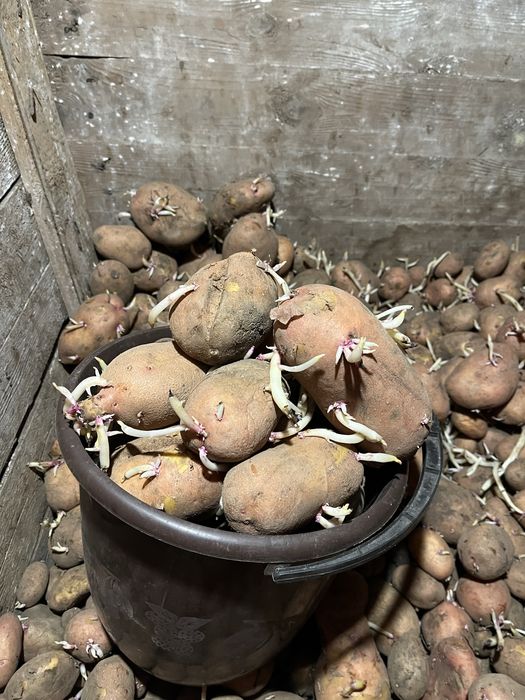 Продам картофель на семена