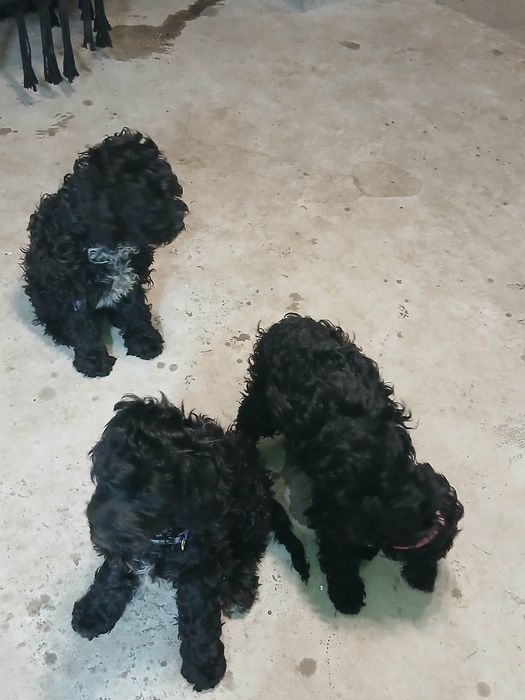 Продавам Кавапу.