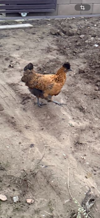 Gaini (o pereche tanara )