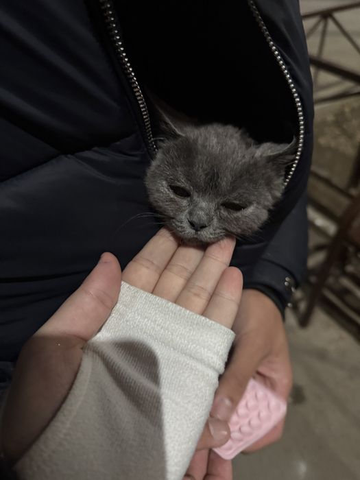 Британский кот,умный хороший