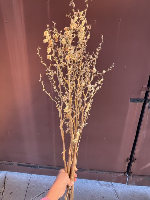 Ветки орешника, корилус, корелиус