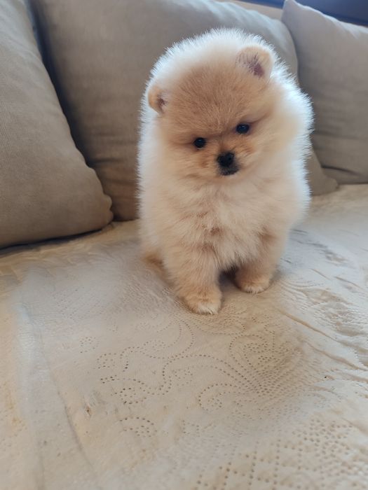 Померан мини померанчета.