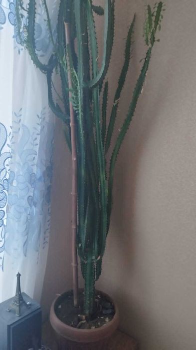 Кактус комнатный