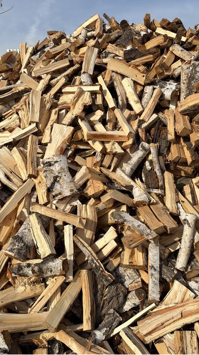 Отын жарылған ақ қайың