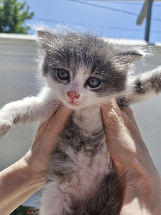 Котята , 1 месяц