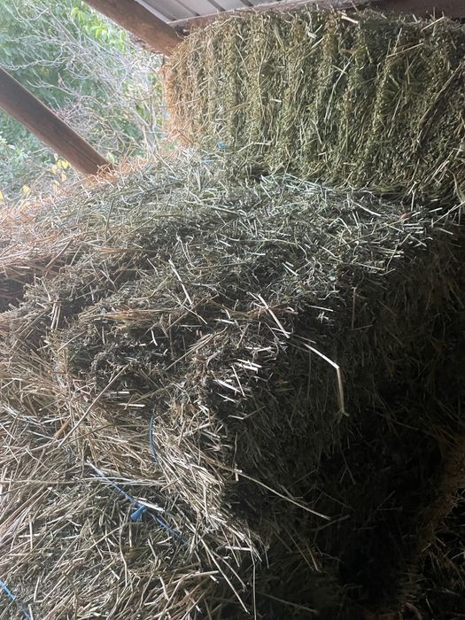 Baloti lucerna calitatea 1