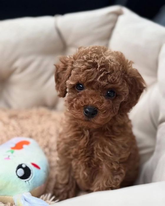 Vand baietel Pudel Toy roscat/ red cu varsta de 8 saptamani