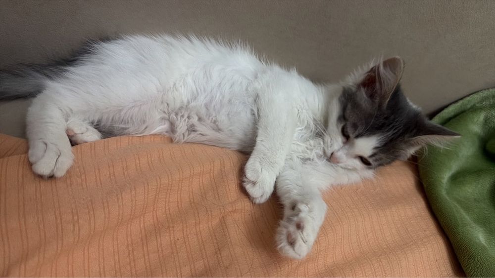Котенок хороший