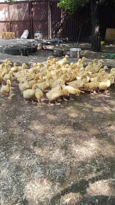 Продам гусят гусята