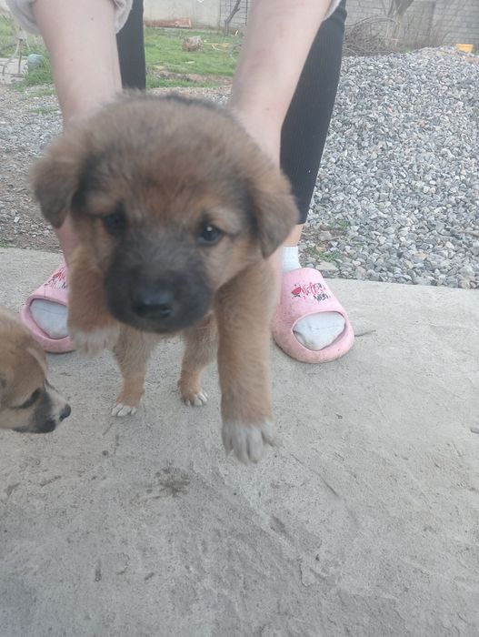 Щенята Звонки Домашний питомец