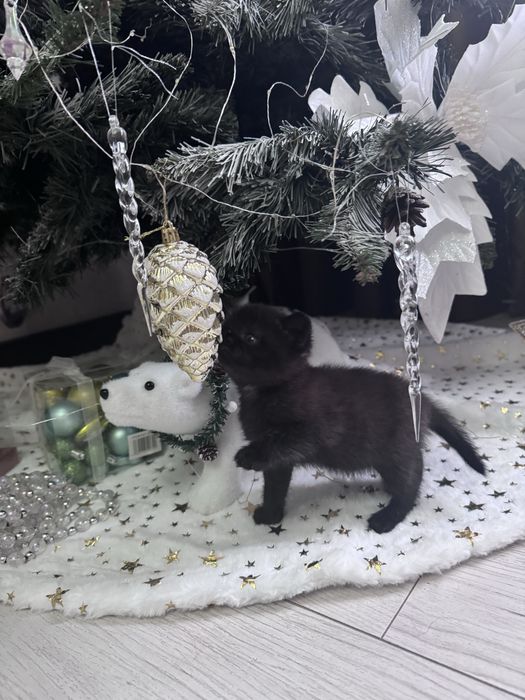 Ктоята скотиш страйт