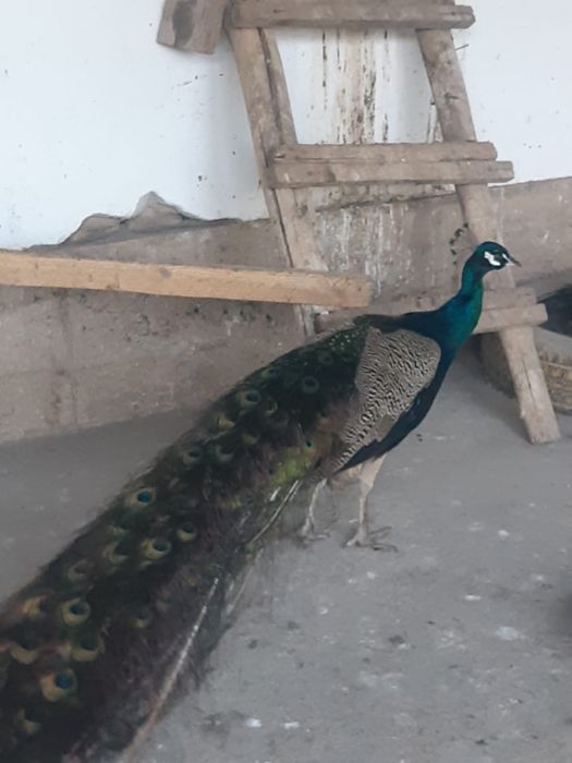 Павлин срочна сатылады