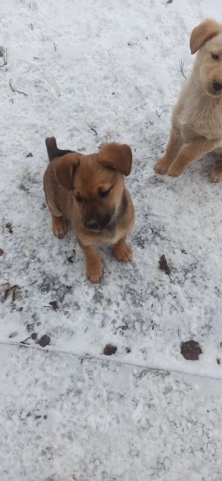 Отдам щенков в добрые руки