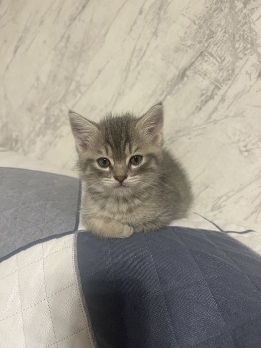 кот, котик, котенок