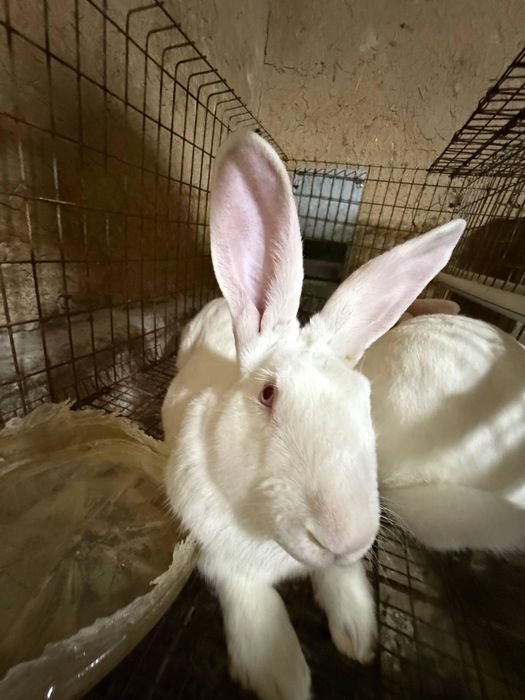 Xikol parodali quyonlar sotiladi