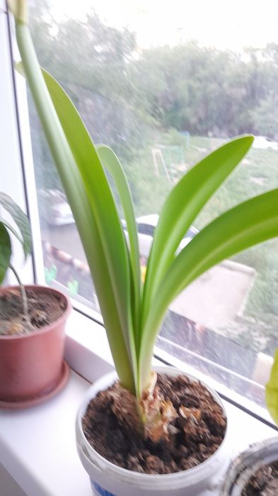 Цветок комнатный