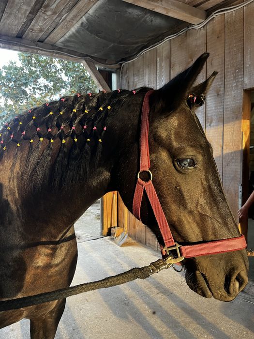 Iapa metis friesian/frizian