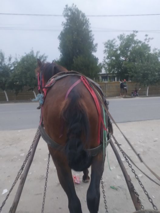 Vând cârlan 1 an și 8 luni