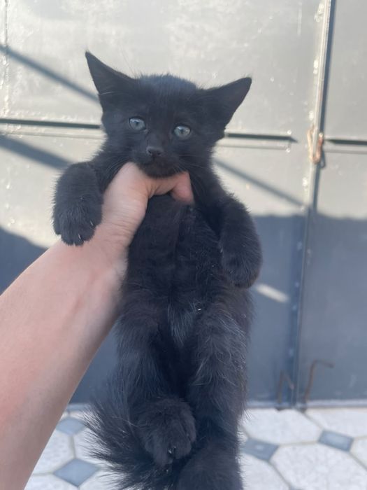 Котятки маленкие