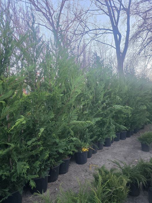 Plante ornamentale pentru gradina