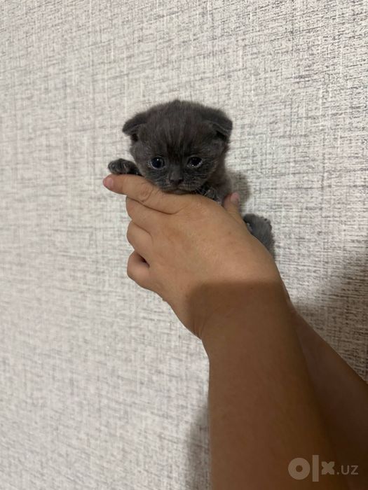 Котята скоттиш-фолд и скотиш -страйт