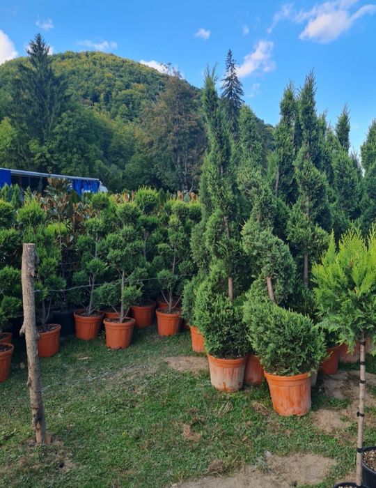 Tuia smaragd extra calitate, 180m-2m, Leylandii chiparos Leylandii