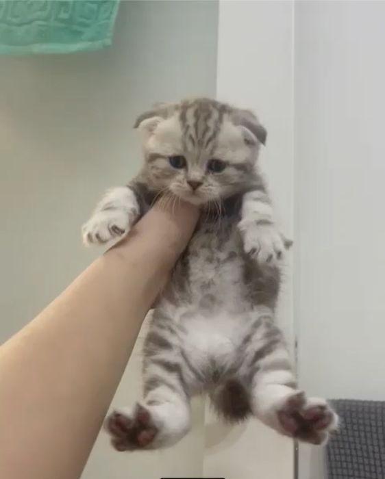 Продам шотландских кошек