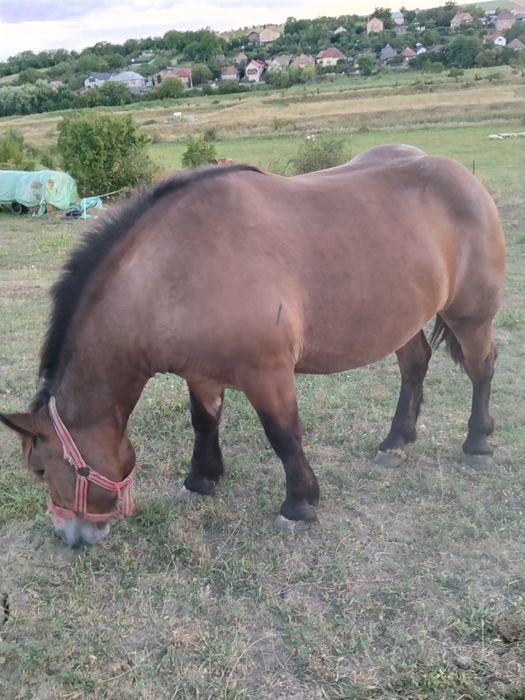 Vind mânză de 1 an și 7 luni