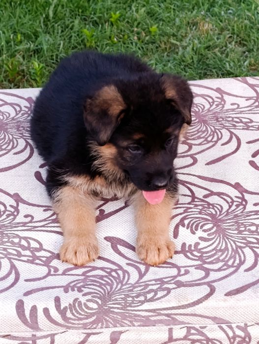 Продается немецкий щенки