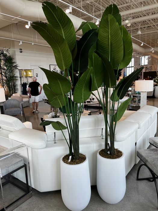 Суний гуллар палма