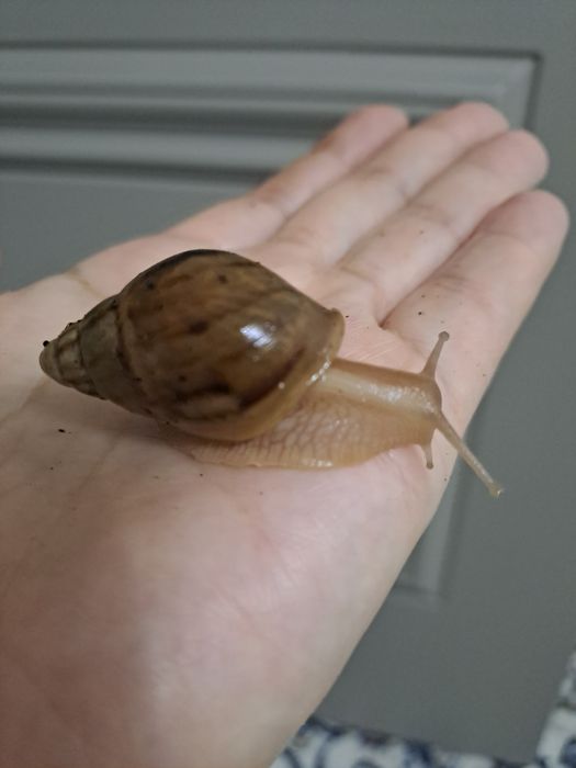 Ахатина пантерка пародали улитка