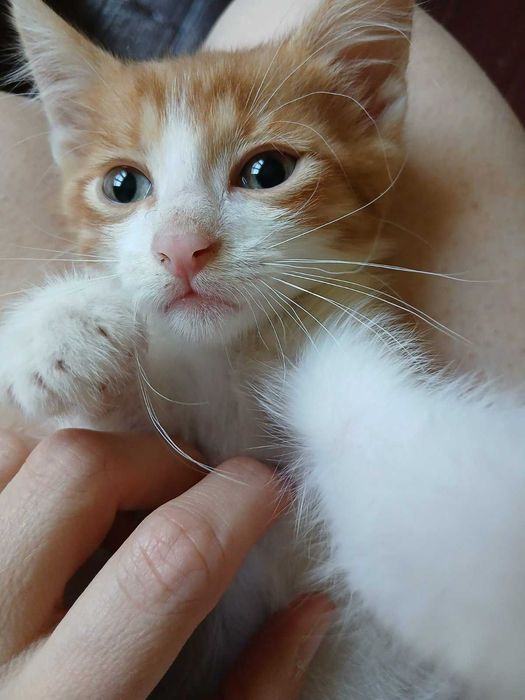 Подарявам котенца