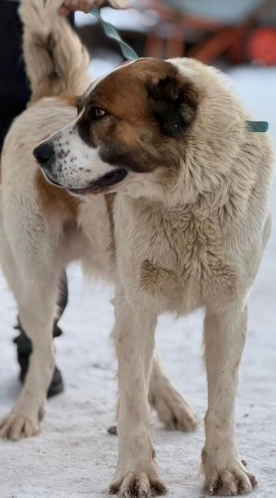 Ескі орыс әйелдерінің порно видеолары
