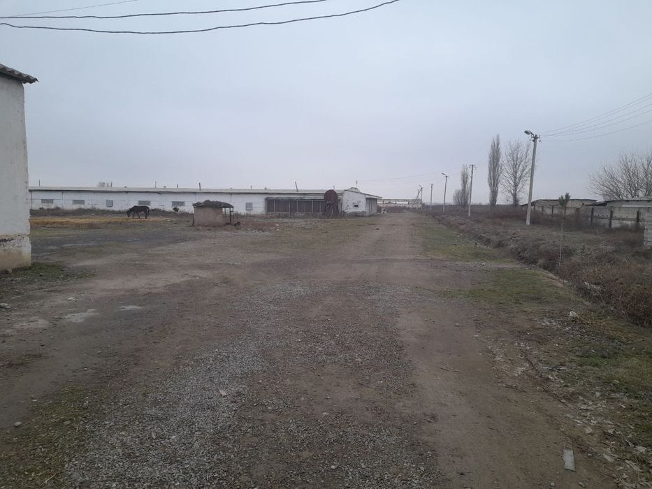 Срочно !!! Продам ферму 9,3 га. Гулистан
