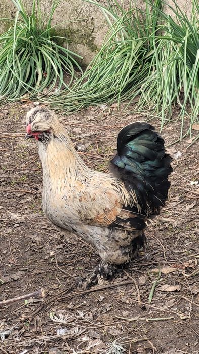 Cocosi motati încălțați bărboși.