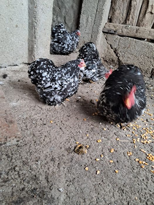 Vând cochinchina pitic