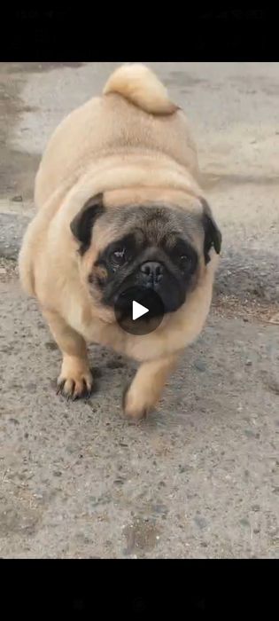 Мопс девочка с документами