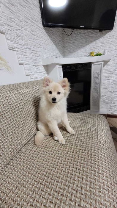 Продается щенок Шпица