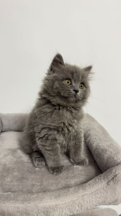 Pui pisica British Longhair
