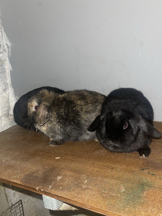 Vand holland lop berbec pitic