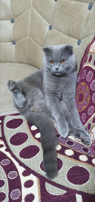 VYASKA, scottish fold