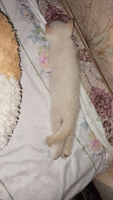 Котенок мальчик в добрые руки