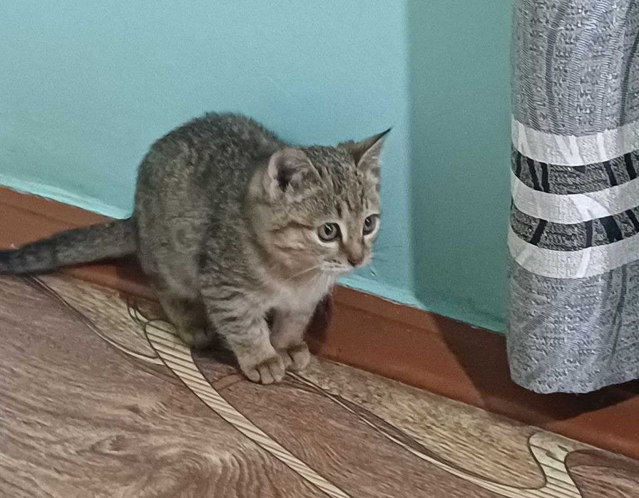 Маленький 4 месячный котёнок отдам в хорошие руки