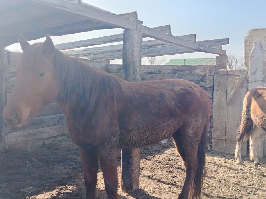 5 жасар бие,  қысыр,  5 ай байланған