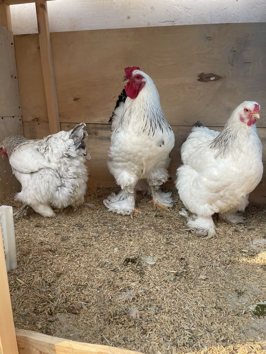 Brama oilasi 1+2 Sotiladi