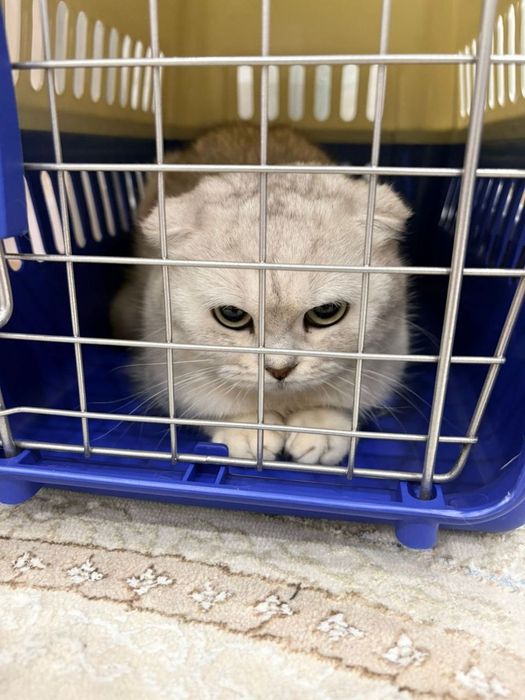 Продаётся кошка шотландская.