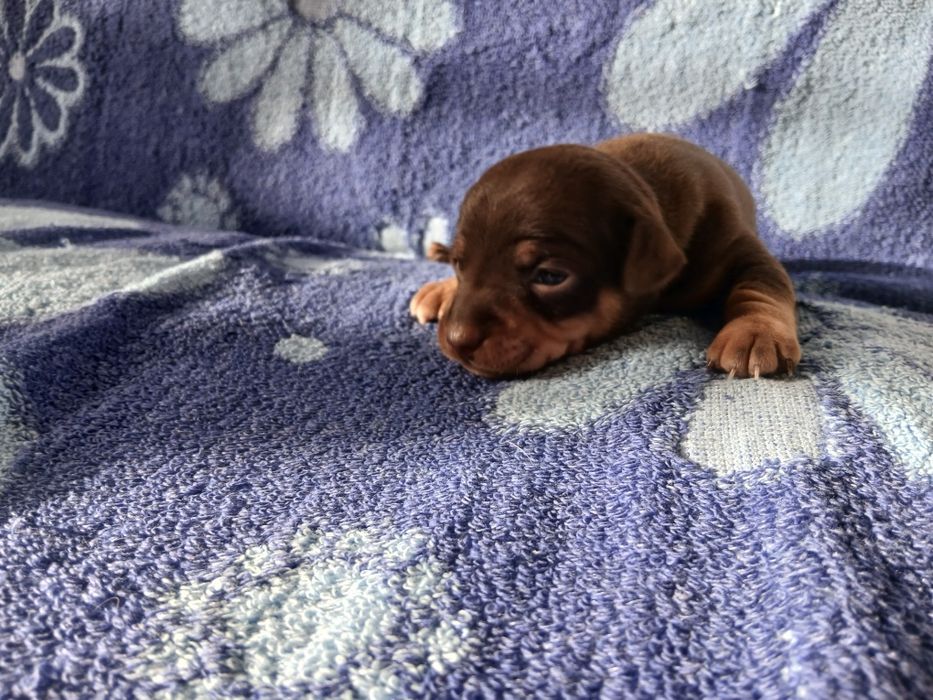 Продам Мини Той  Пинчер