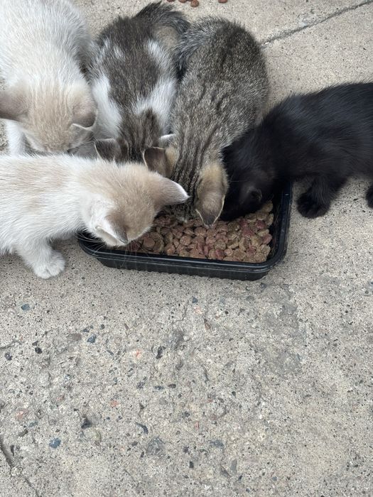 Отдам котят в добрые руки