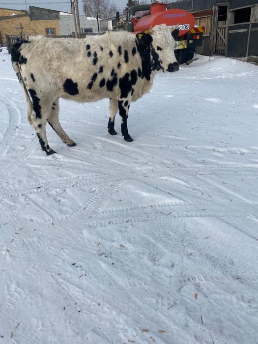 Продается корова первотелка стельная