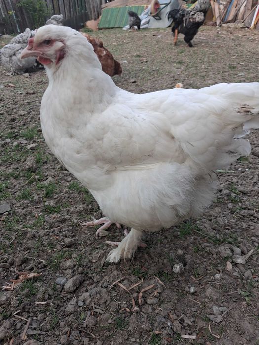 Familie cauta alta casa